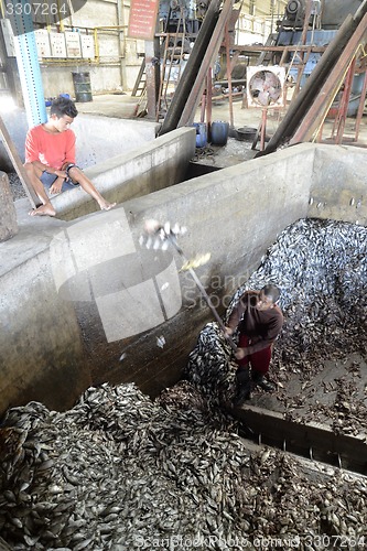 Image of ASIA MYANMAR MYEIK FISHMEAL PRODUCTION