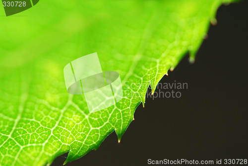 Image of Green leaf edge