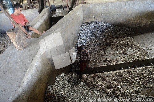 Image of ASIA MYANMAR MYEIK FISHMEAL PRODUCTION