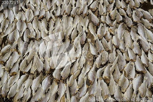 Image of ASIA MYANMAR MYEIK DRY FISH PRODUCTION