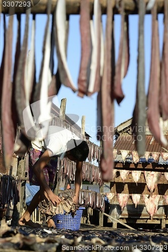 Image of ASIA MYANMAR MYEIK DRY FISH PRODUCTION