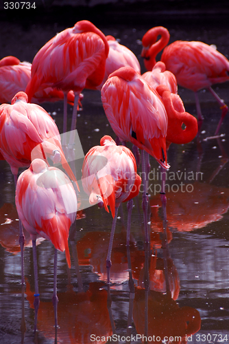 Image of Flamingo