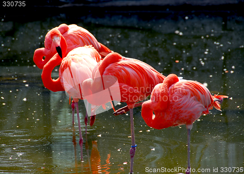 Image of Flamingoes