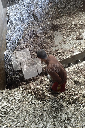 Image of ASIA MYANMAR MYEIK FISHMEAL PRODUCTION