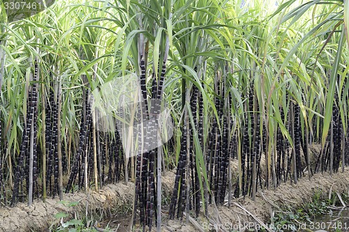 Image of ASIA MYANMAR MYEIK SUGAR