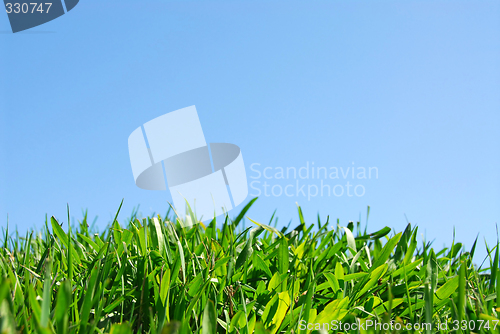 Image of Grass and sky