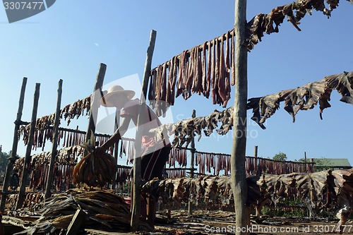 Image of ASIA MYANMAR MYEIK DRY FISH PRODUCTION