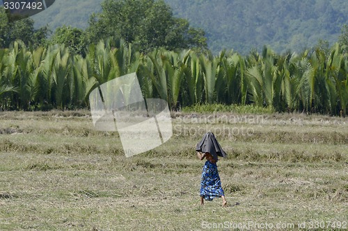 Image of ASIA MYANMAR MYEIK AGRACULTURE PEOPLE