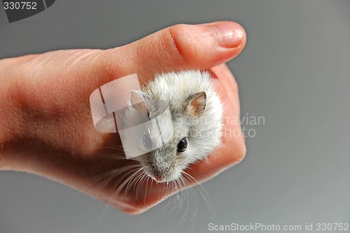 Image of Hamster child hand