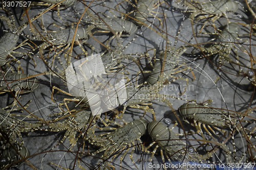 Image of ASIA MYANMAR MYEIK LOBSTER