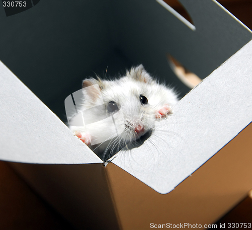 Image of Hamster in a box