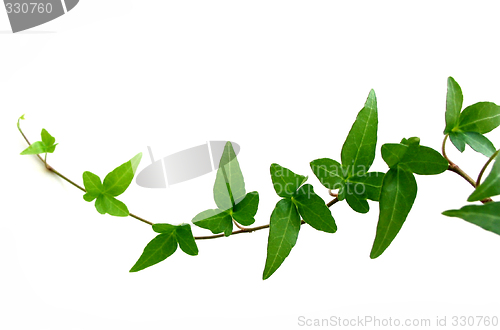 Image of Ivy on white background 2