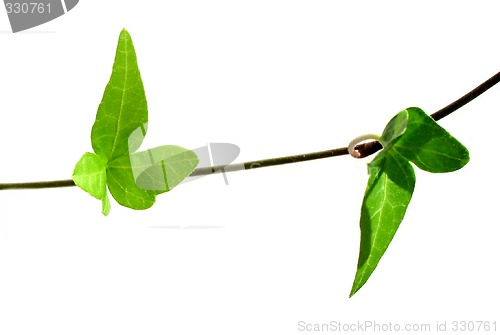 Image of Ivy on white background 3