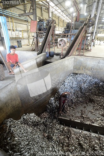 Image of ASIA MYANMAR MYEIK FISHMEAL PRODUCTION