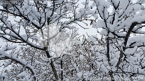 Image of Branches covered with snow