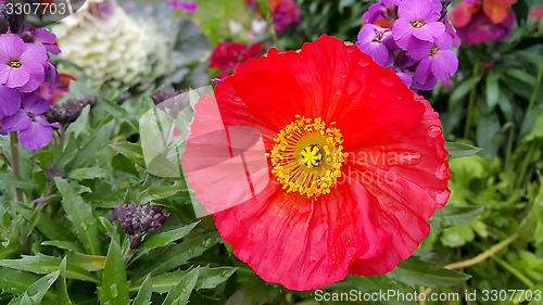 Image of Beautiful red poppy