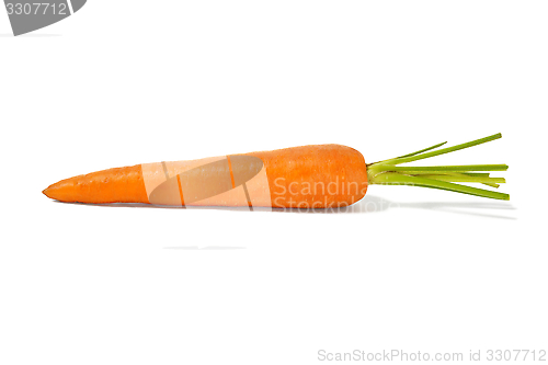 Image of Carrot