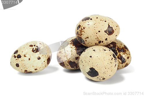 Image of Quail eggs