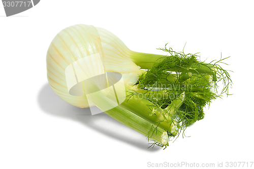 Image of Florence fennel bulb on white