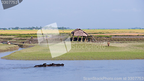Image of Rice fields along the Kaladan River in Myanmar