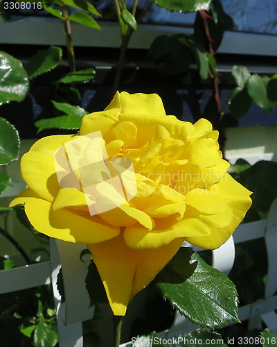 Image of Rose