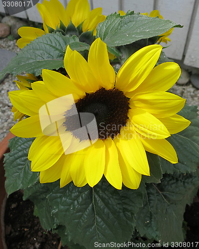 Image of Sunflower