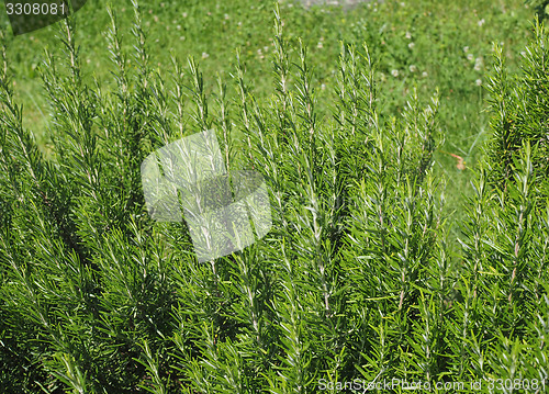 Image of  plant