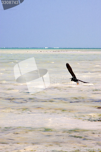Image of coastline    in the  blue lagoon relax  of zanzibar  africa 