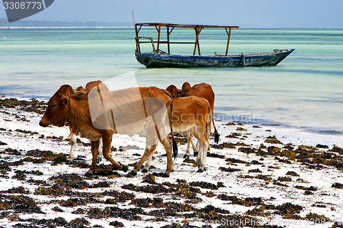 Image of africa cow coastline boat pirague in the  blue  of zanzibar 