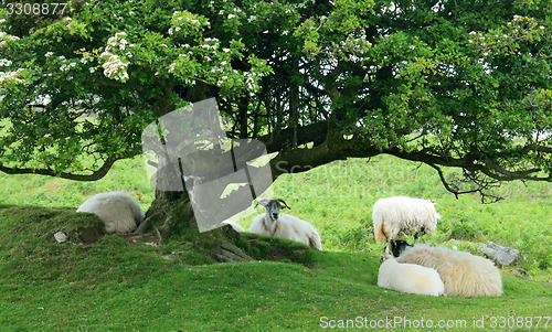 Image of Sheep resting.