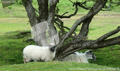 Image of Old tree and sheep.