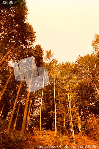 Image of Orange forest