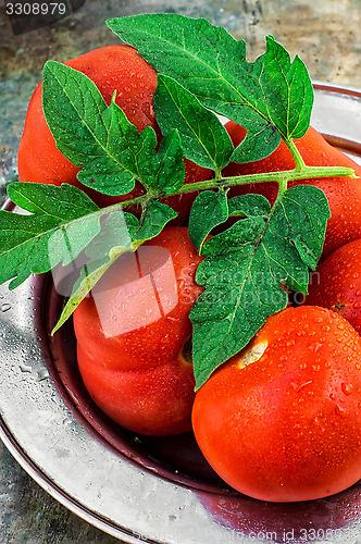 Image of tomato harvest