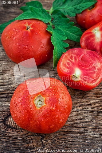 Image of tomato harvest