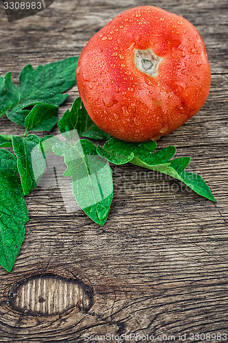 Image of tomato harvest