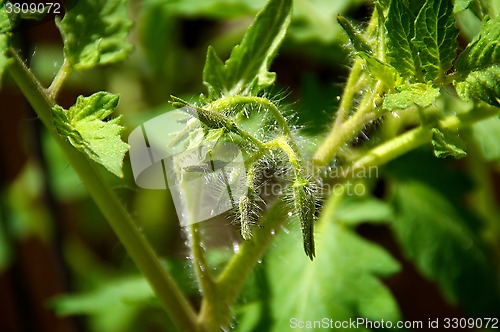 Image of young tomato plant flowers