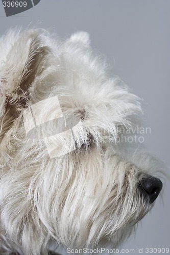 Image of white terrier