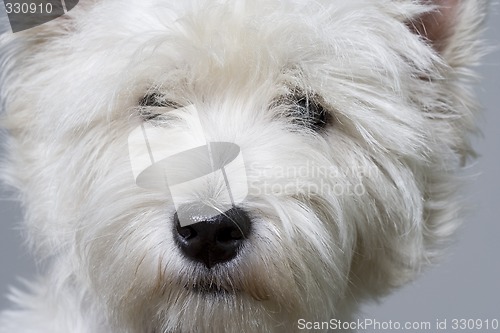 Image of white terrier