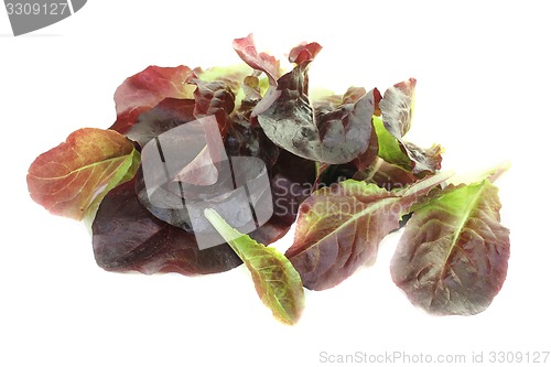 Image of fresh red lettuce