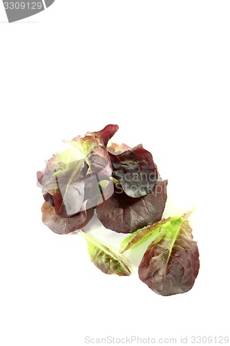 Image of delicious red lettuce