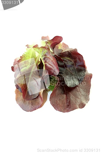 Image of delicious crunchy red lettuce