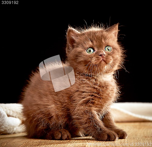 Image of British chocolate kitten