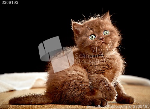 Image of British chocolate kitten