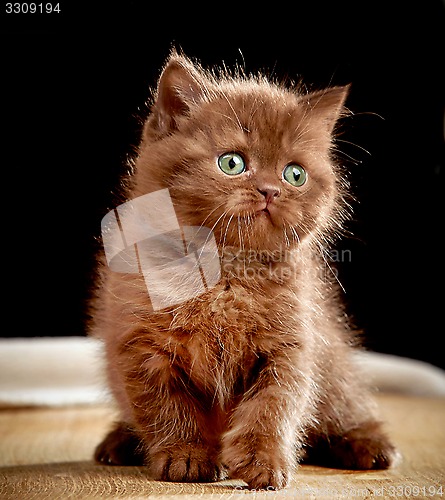Image of British chocolate kitten