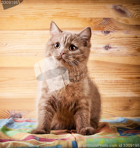 Image of British short hair kitten