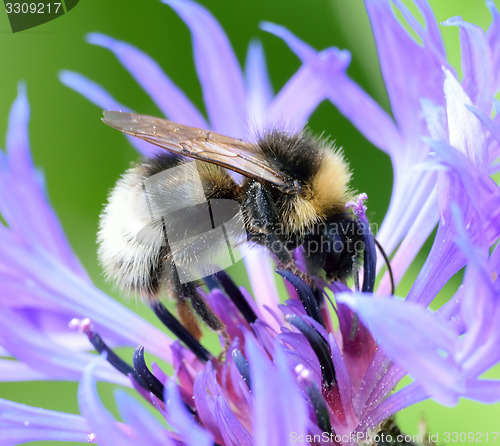 Image of Busy Bee.