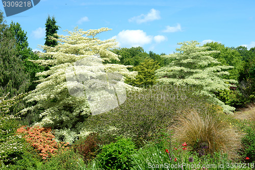 Image of White tree garden.