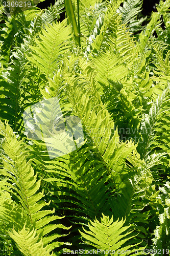 Image of Ferns in relief.