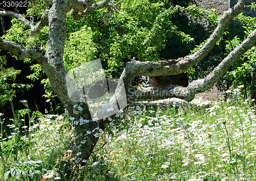 Image of Lichen on tree in Orchard.