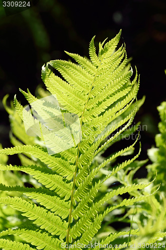 Image of FERN IN SILHOUETTE.